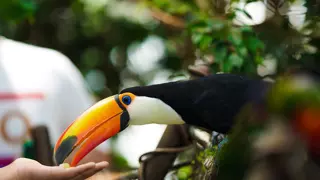 Mano Image